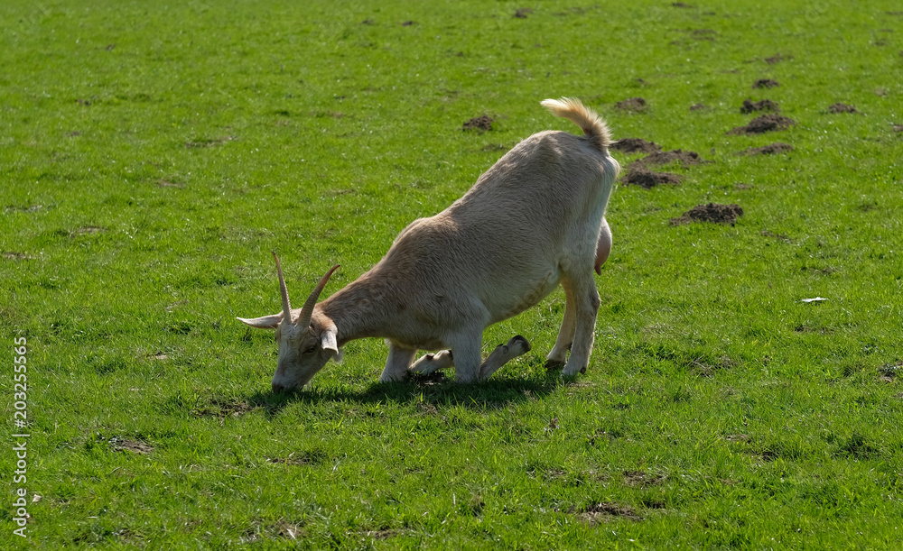 .Eine Ziege frisst Gras in kniender Haltung .Eine Ziege frisst Gras in kniender Haltung