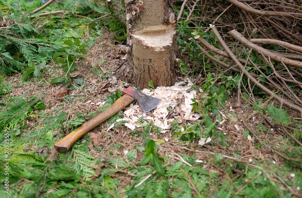 Ein zum Fällen vorbereiteter Baum mit angeschlagenem Fallkerb und einer Axt  Stock Photo | Adobe Stock