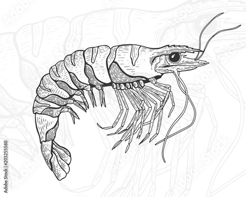 Hand drawn vintage graphic illustration with realistic shrimp. Healthy food. Seafood elements for design menu, recipes, decoration kitchen items. Great for label, poster, packaging design.