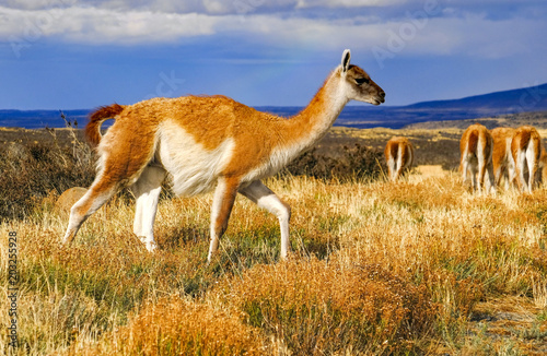 We were greeted by a heard of Guanacos; a wild relative of the llama; Guanacos run wild in the patagonia area in Chile