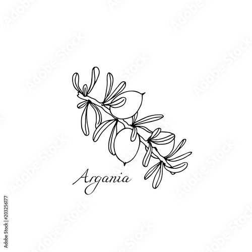 Hand drawn argan tree branch