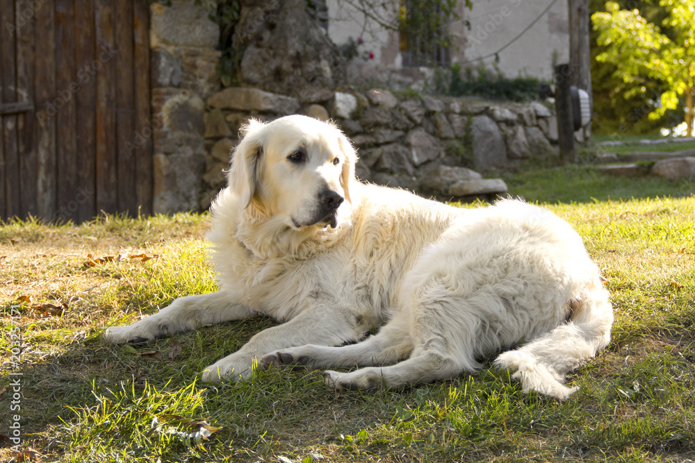 Golden retriever dog resting in the garden