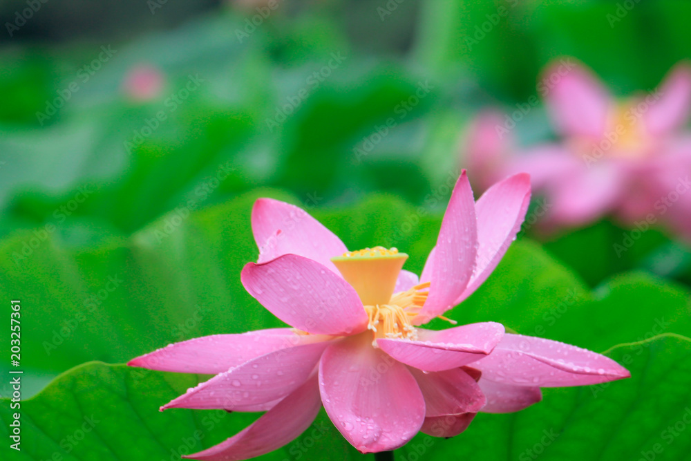 pink lotus flower in water with green leaves as a background pink lotus flower in water with green leaves as a background