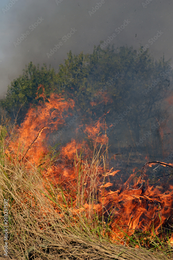 Fire in the steppe during the summer drought
