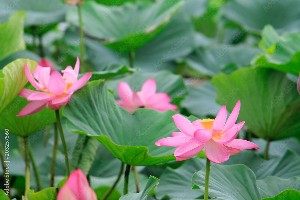 pink lotus flower in water with green leaves as a background pink lotus flower in water with green leaves as a background