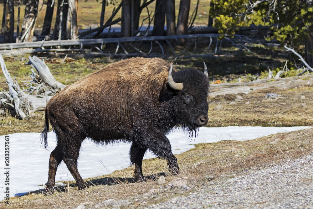 Yellowstone bison along forest Yellowstone bison along forest