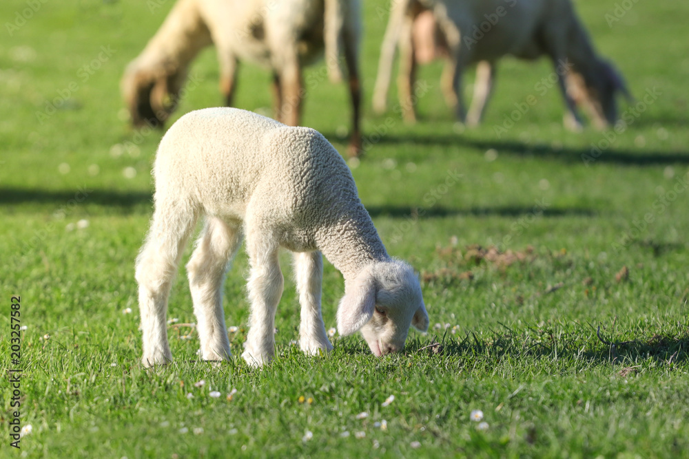 Obraz premium Lamb graze on the pasture