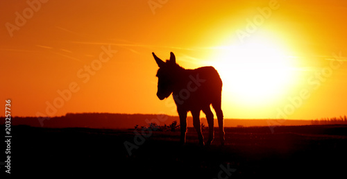 Silhouette donkey on sunset