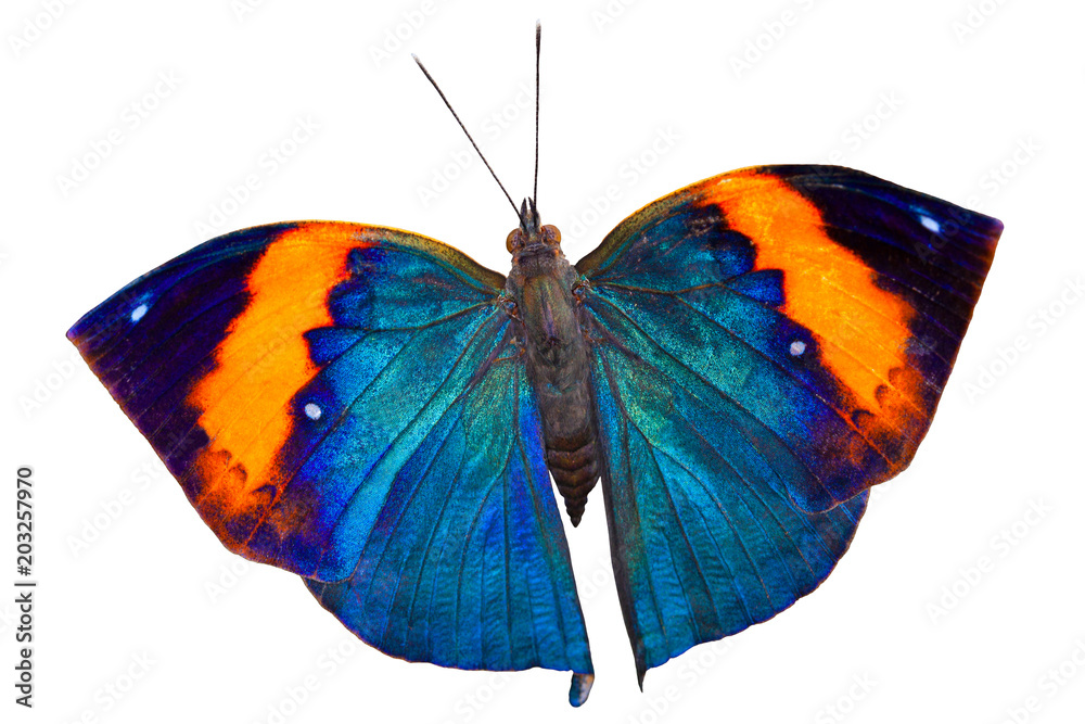 Naklejka premium Motyl na bielu