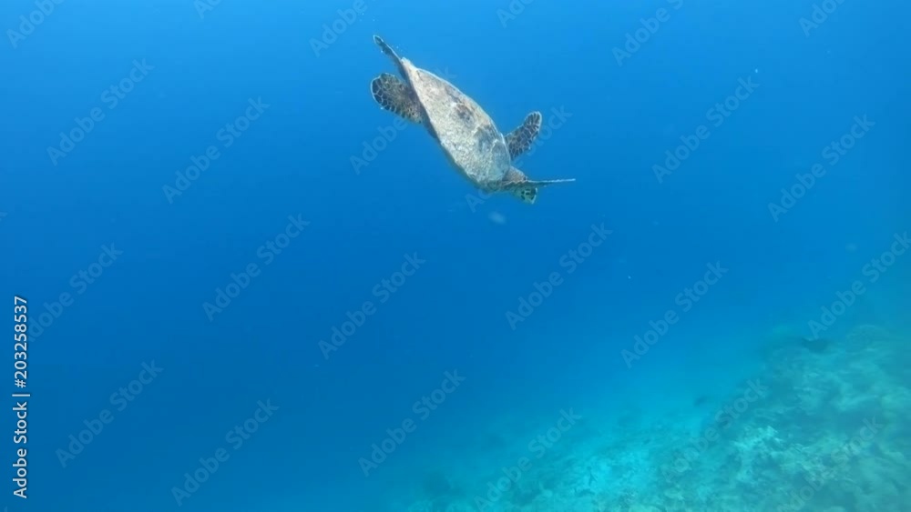 Hawksbill sea turtle (Eretmochelys imbricata) critically endangered Hawksbill sea turtle (Eretmochelys imbricata) critically endangered