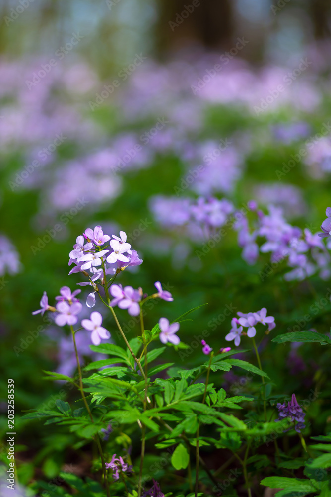 Summer background - fresh lilac wildflowers among lush green grass Summer background - fresh lilac wildflowers among lush green grass