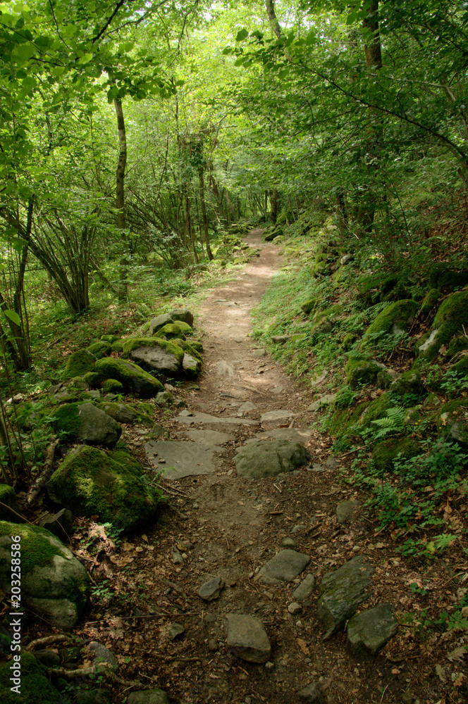 Steps in the Woods; part of the hiking trail along the Versasca river in Ticino Steps in the Woods; part of the hiking trail along the Versasca river in Ticino