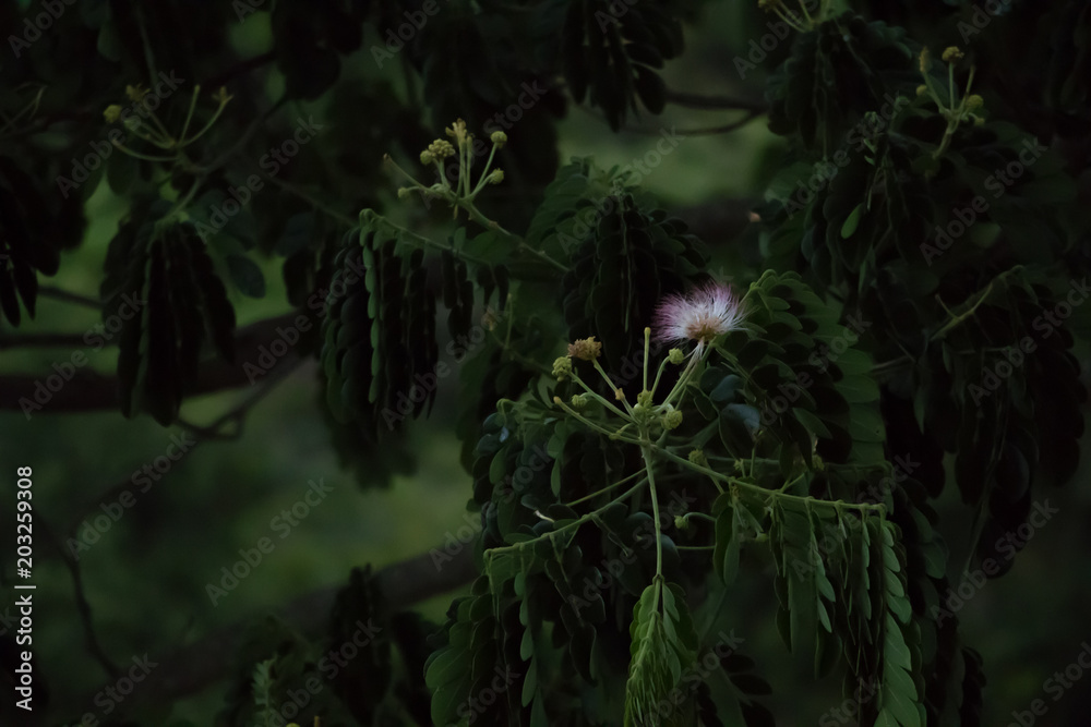 Samanea saman albizia flower background Stock Photo | Adobe Stock