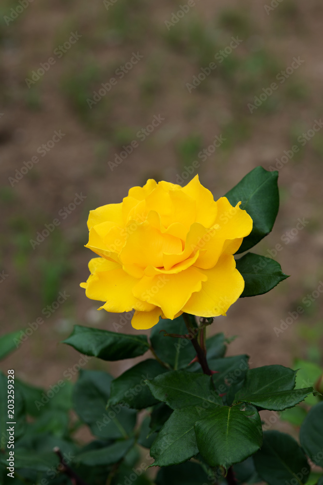 濃厚な黄色のばら「ヘンリーフォンダ」の花のアップ 濃厚な黄色のばら「ヘンリーフォンダ」の花のアップ