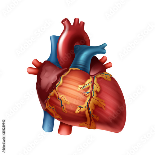 Human heart anatomy