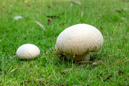 фотографія Calvatia gigantea mushroom Giant puffball in meadow