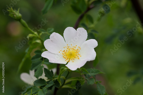 白い一重咲きのバラ「ロサカニナ」の花のアップ