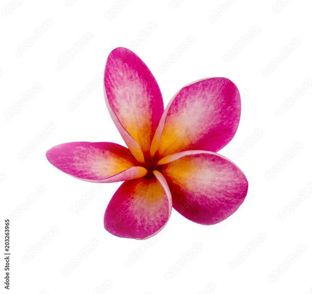 Obraz premium frangimani flower isolated on white