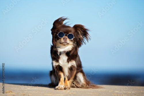 funny chihuahua dog in sunglasses posing on a beach
