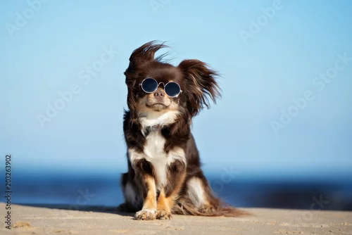 Fototapeta samoprzylepna zabawny pies chihuahua w okularach przeciwsłonecznych, pozowanie na plaży