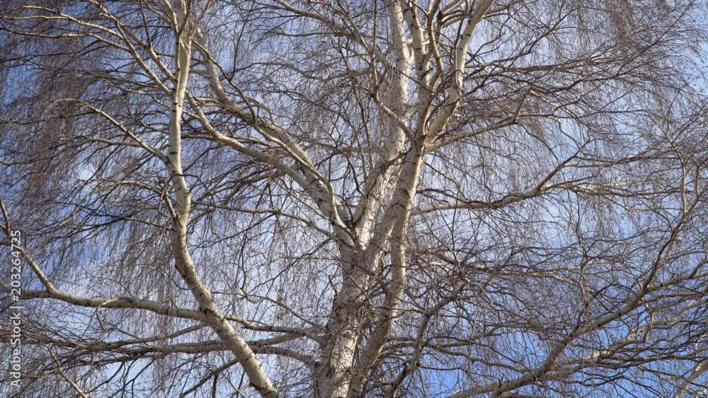 A trunk of a birch without leaves in a spring season A trunk of a birch without leaves in a spring season