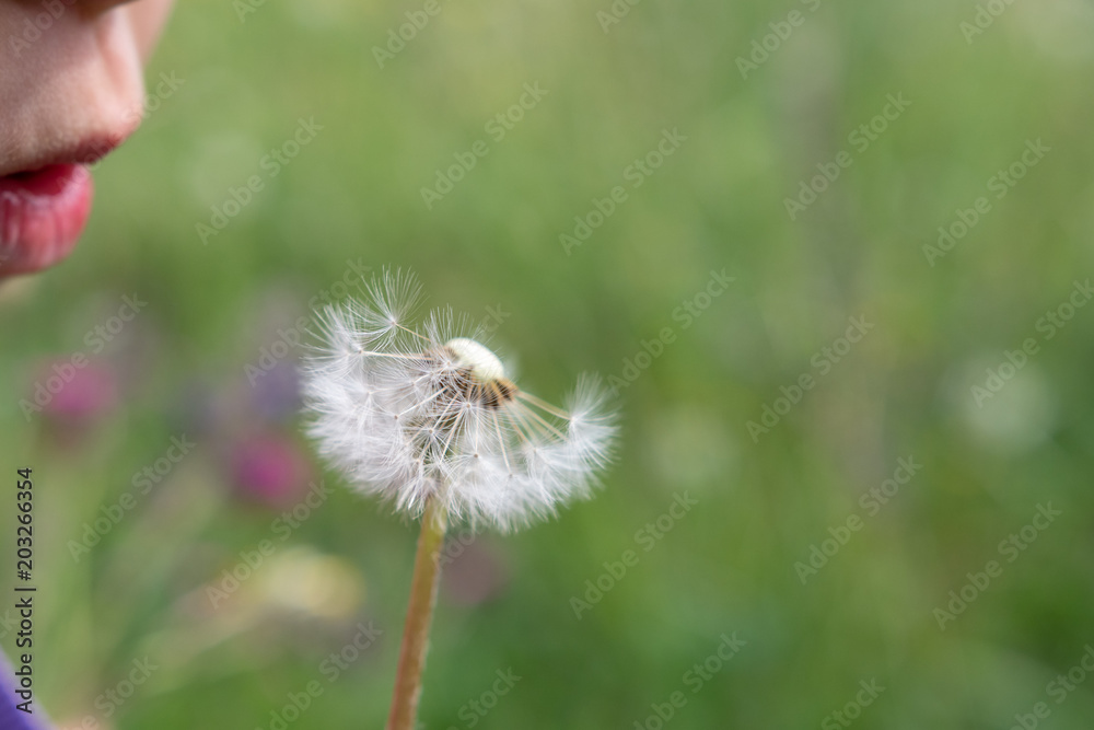 Fototapeta premium Kind und Pusteblume