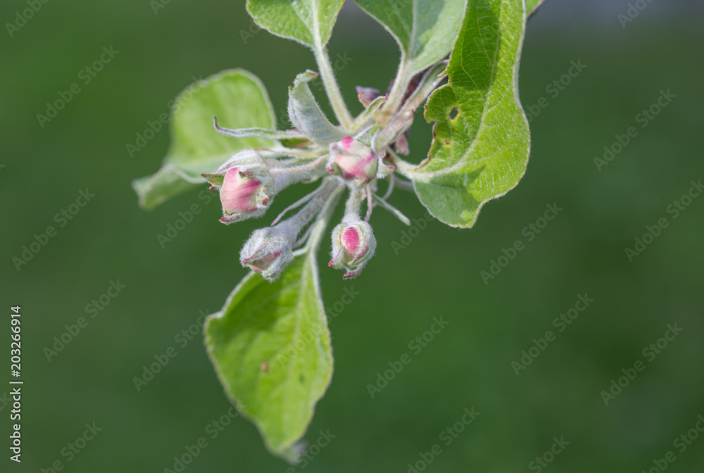 Spring background. Apple tree blossoms in bud on green. Spring background. Apple tree blossoms in bud on green.