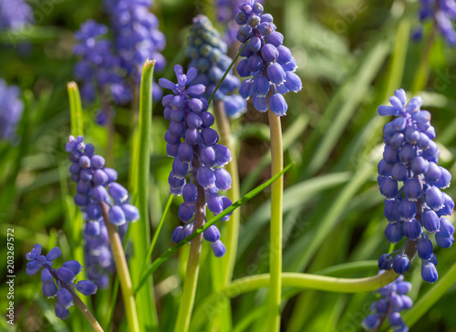 Macro image of blue muscari in botanic parc