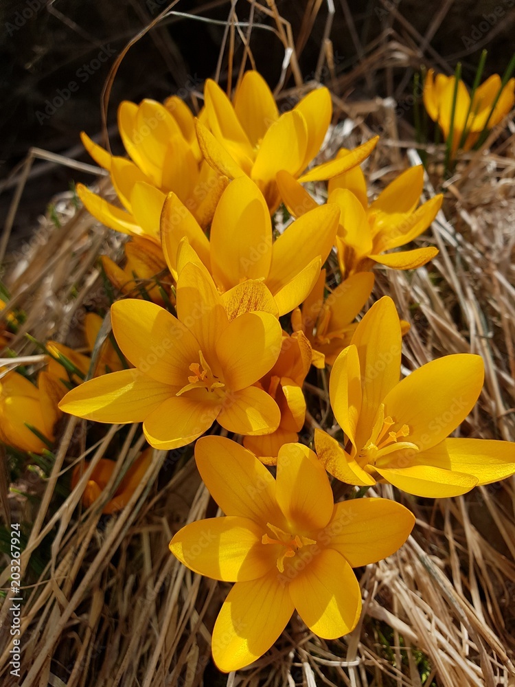 Obraz premium Yellow flowers