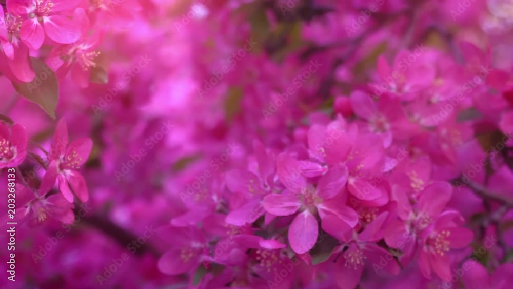 Pink tree in daylight, branches of spring flowering tree, fruit tree, slow motion Pink tree in daylight, branches of spring flowering tree, fruit tree, slow motion