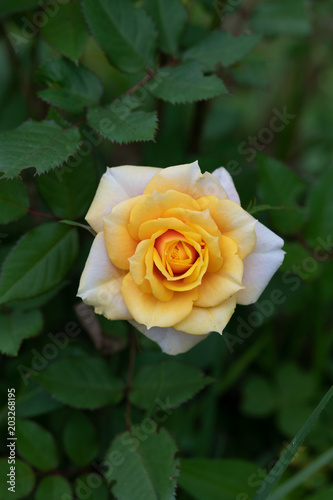 黄色と白のミニバラの花のアップ