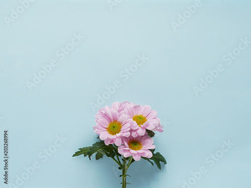 Composition of pink chrysanthemum flowers on a blue  background, top view, creative flat layout. © Tatiana Morozova