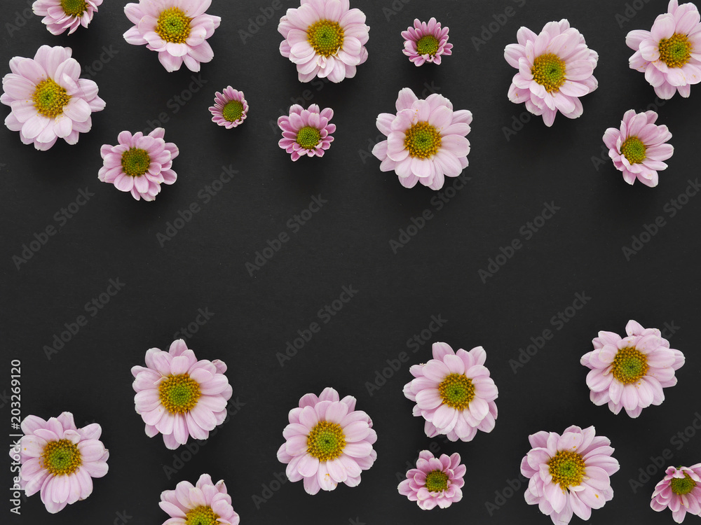 Frame pattern from flowers chrysanthemums   on a black background, flat lay, top view. 