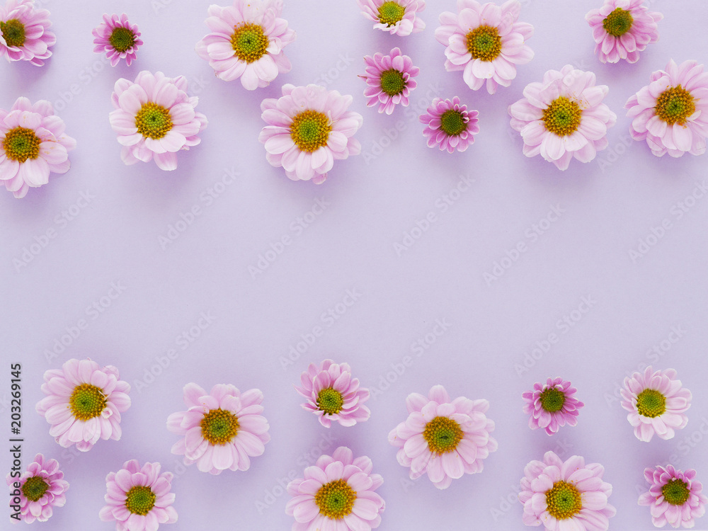 Composition of pink chrysanthemum flowers on a pink purple colour background, top view, creative flat layout. 