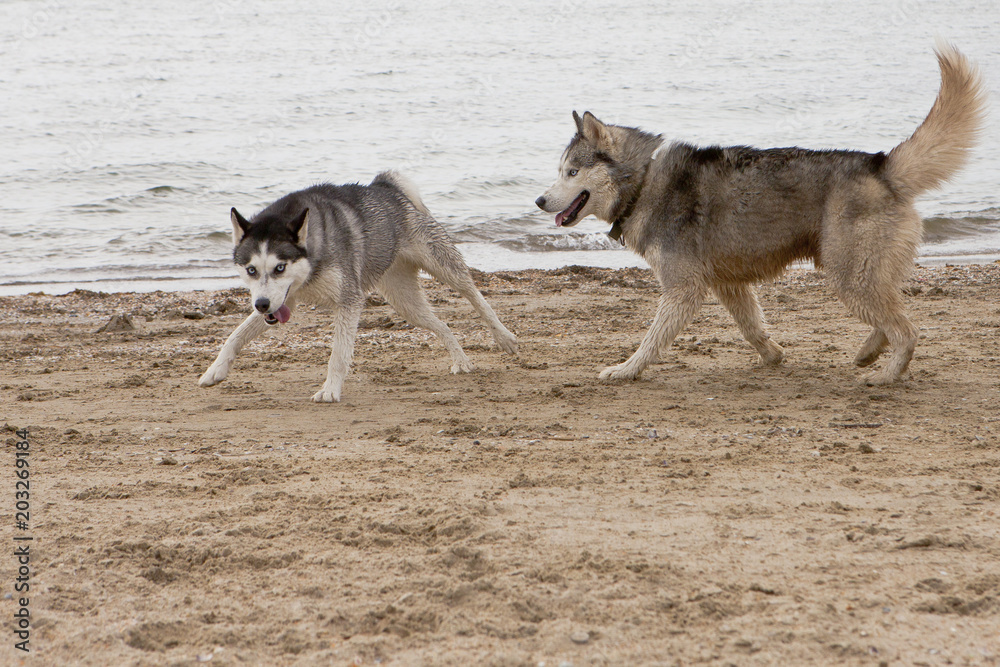Couple of husky dogs playing on seaside Couple of husky dogs playing on seaside