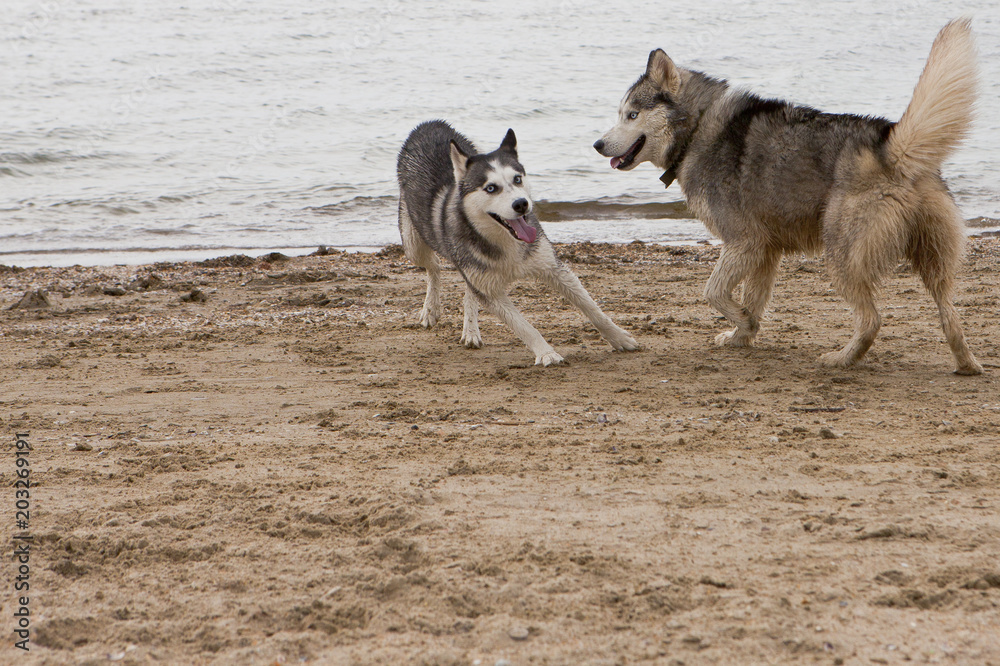 Couple of husky dogs playing on seaside