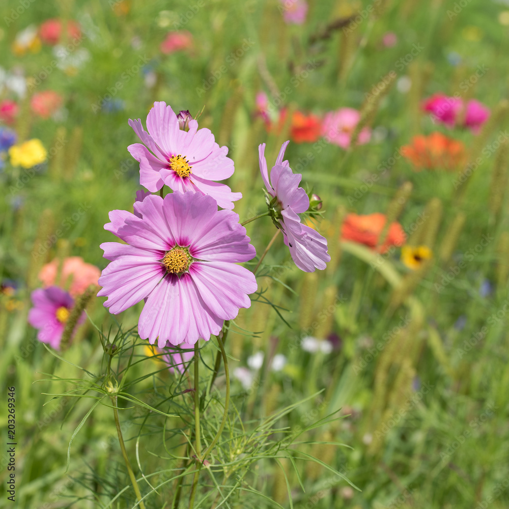 Fototapeta premium Cosmea, Cosmos bipinnatus, Schmuckkörbchen