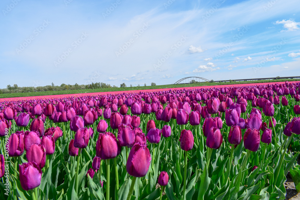 Field of purple and pink tulips in holland