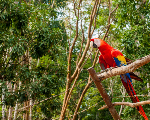 Red Macaw parrot, Ruinas Maya de Copan