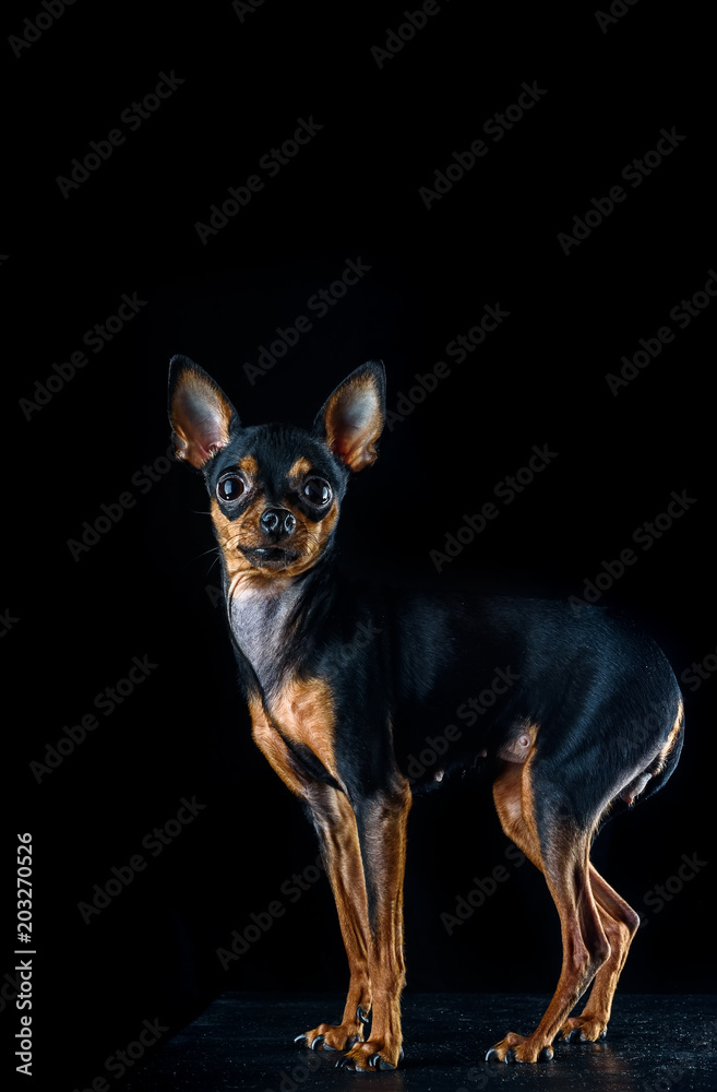 a portrait of a Russian toy-terrier dog a portrait of a Russian toy-terrier dog