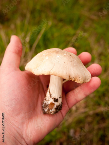 large white st george's mushroom in hand close up macro forage wild food