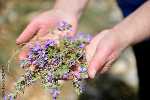 Woman collects plant thymus, gathering medicinal herbs