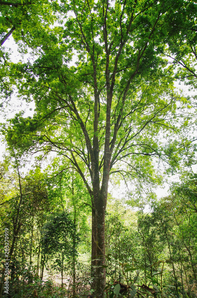 Beautiful forest trees, nature green wood sunlight backgrounds Beautiful forest trees, nature green wood sunlight backgrounds