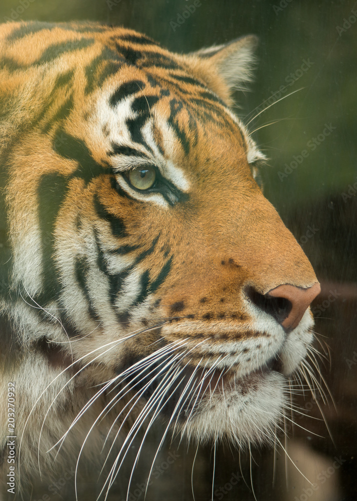 Fototapeta premium Tiger