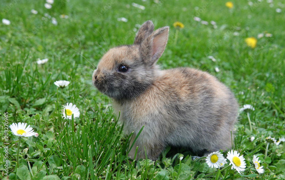 Naklejka premium Cute little rabbit bunny in green grass meadow