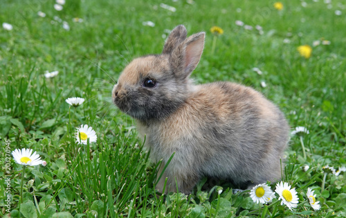Cute little rabbit bunny in green grass meadow