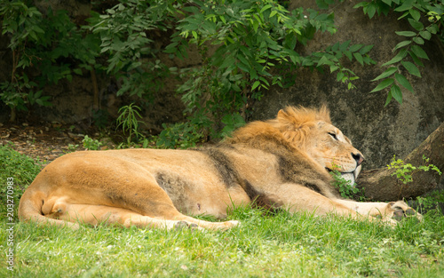 Fototapeta Naklejka Na Ścianę i Meble -  Lion
