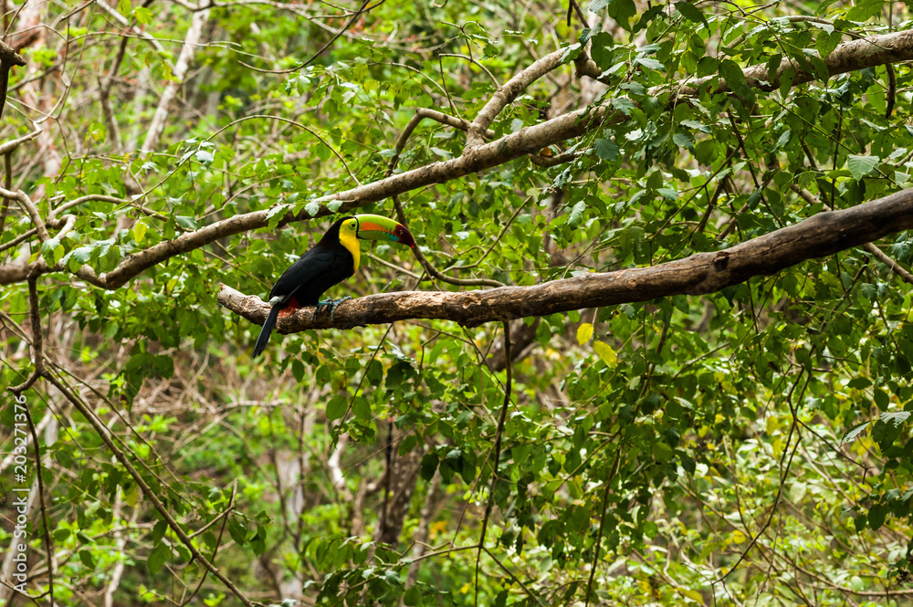 Tucan, Ruinas Maya de Copan Tucan, Ruinas Maya de Copan
