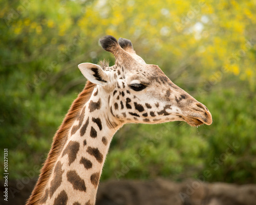 Giraffe © st_matty