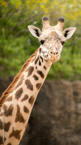 Giraffe © st_matty